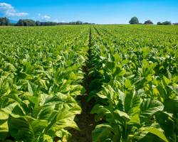 Обновление в регулировании табачных изделий