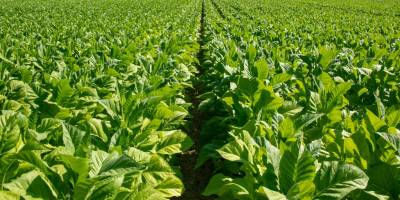 Tütün məmulatları haqqında tənzimləmədə yenilik